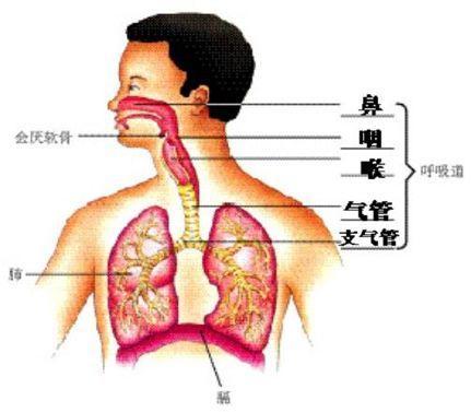 初中生物：知识点梳理和思维导图，初一初二考生必看
