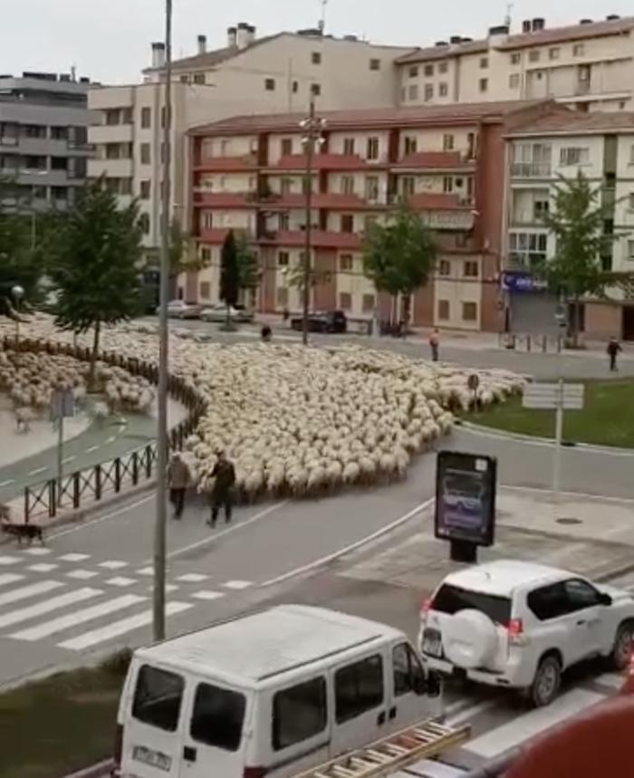 3万只羊浩浩荡荡走上街头！蒙古国送中国的羊到了？真相来了