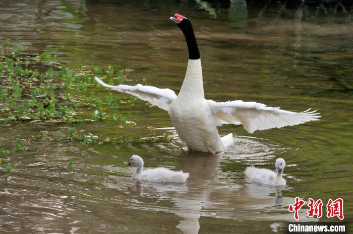 黑颈天鹅(资料图)广州动物园 供图