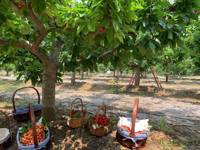 北京通州区西集镇的樱桃基地。新京报记者 彭雅莉 摄