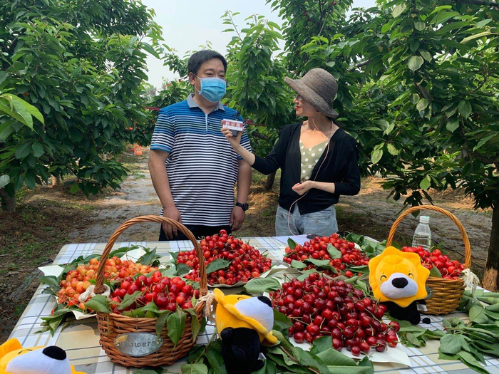 北京通州区西集镇委员会党委委员、宣传员林鹏介绍西集樱桃。新京报记者 彭雅莉 摄
