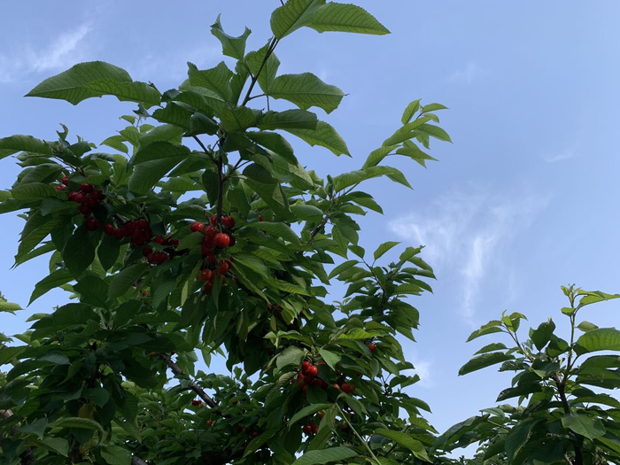 新京报记者 彭雅莉 摄