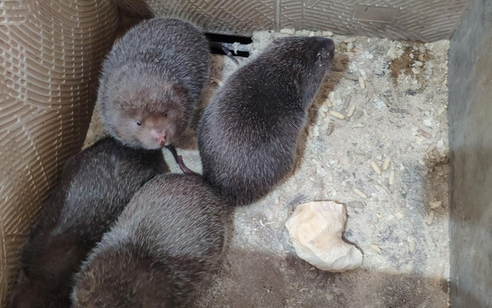 竹鼠养殖。受访者供图