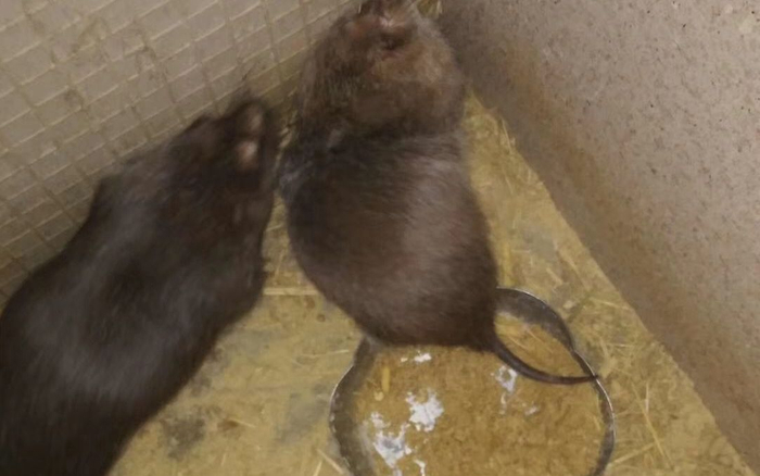 近年来被大家关注的竹鼠养殖。受访者供图