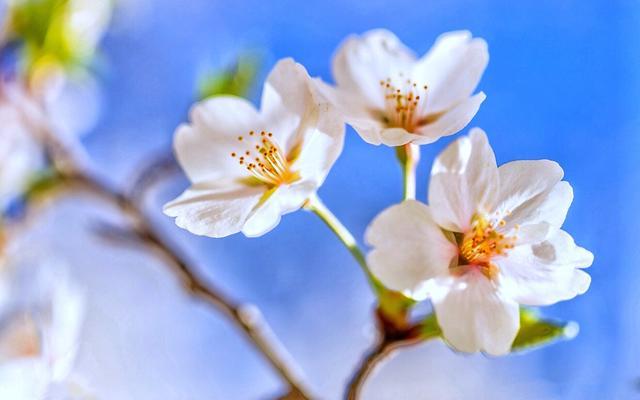 生活有的选，婚姻“这朵花”或惊艳或枯萎，一念之间