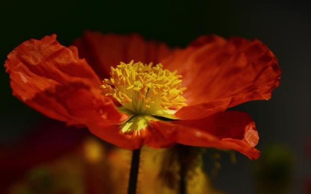 生活有的选，婚姻“这朵花”或惊艳或枯萎，一念之间