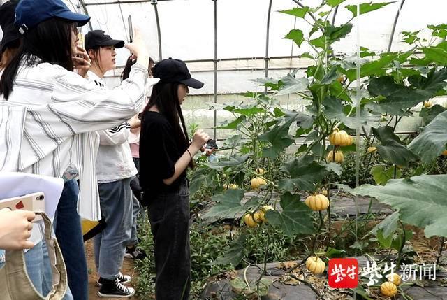 把课堂搬到丰收的农场上  镇江高职校电商学子团队带货直播助农卖西红柿
