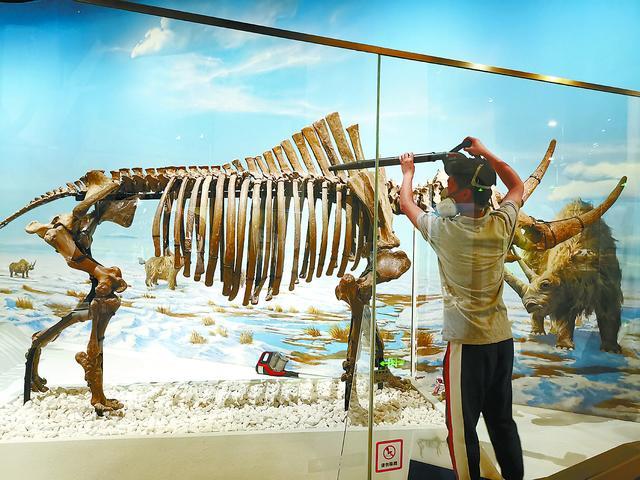 26米长的马门溪龙做了“美容”，“无人”博物馆文物都挺“忙