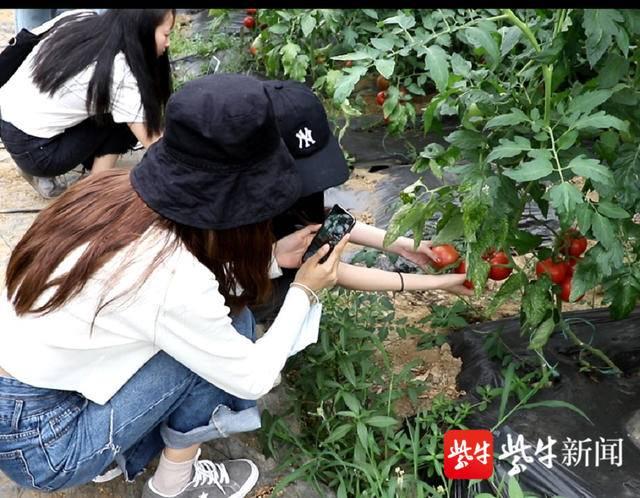 把课堂搬到丰收的农场上  镇江高职校电商学子团队带货直播助农卖西红柿