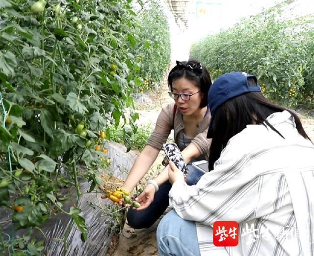 把课堂搬到丰收的农场上  镇江高职校电商学子团队带货直播助农卖西红柿