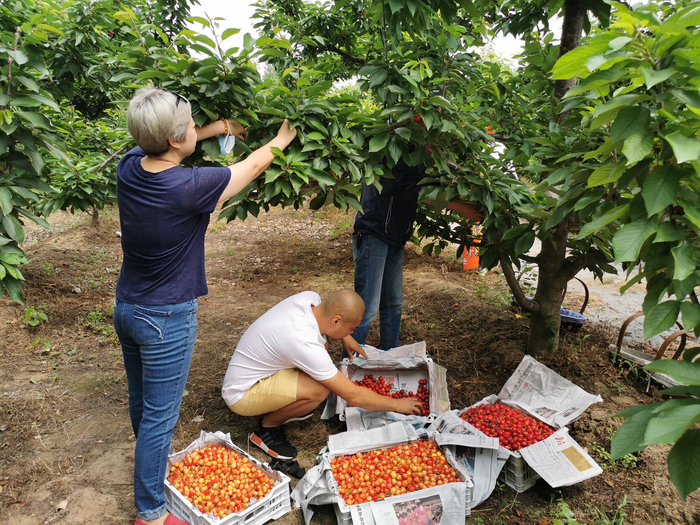 家乐福采购人员在西集樱桃基地采摘樱桃。图/家乐福供图