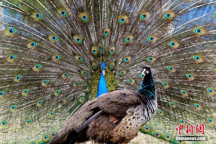 资料图：2月14日，重庆乐和乐都野生动物园的孔雀“情侣照”。王成杰 摄