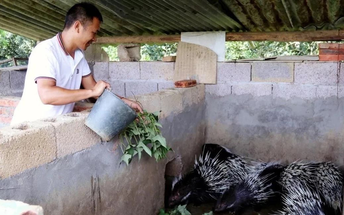 农户养殖的豪猪。受访者供图