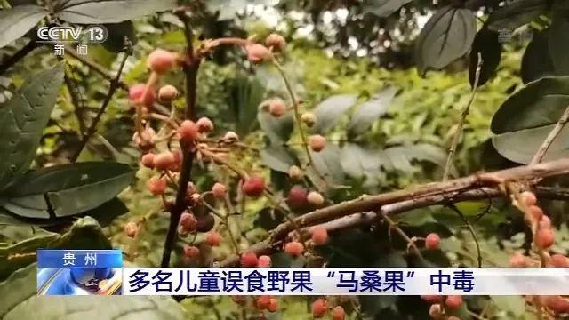 路边野果不要采！多名儿童误食这种野果中毒了→