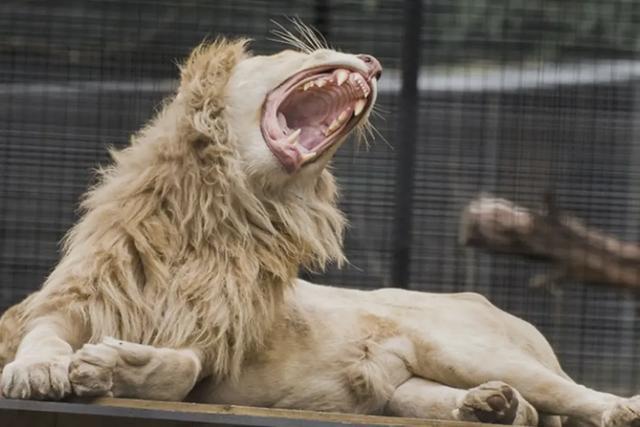 悉尼动物园狮子发狂，暴怒袭人，管理员严重受伤，情况危急