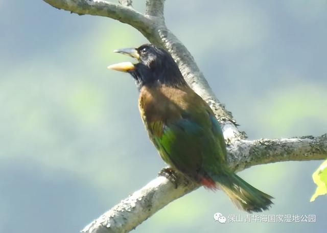 黑苇鳽首次造访保山青华海