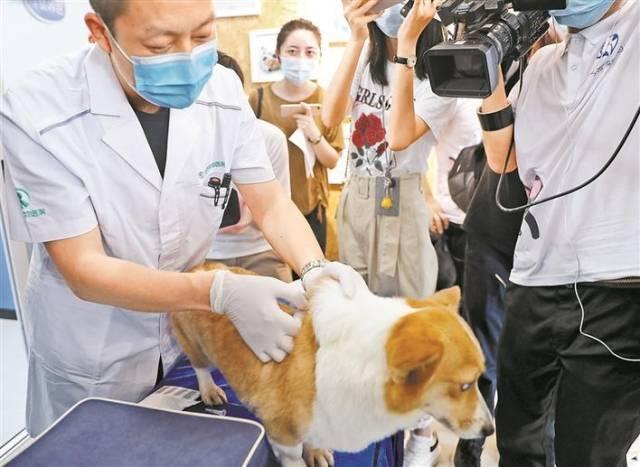 深圳宣布免费为登记犬只植入芯片，未植入将视为无证养犬