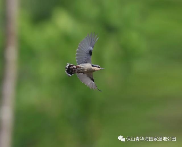 黑苇鳽首次造访保山青华海