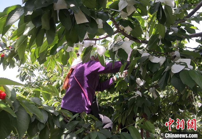 图为果农给樱桃套袋。　刘玉桃 摄