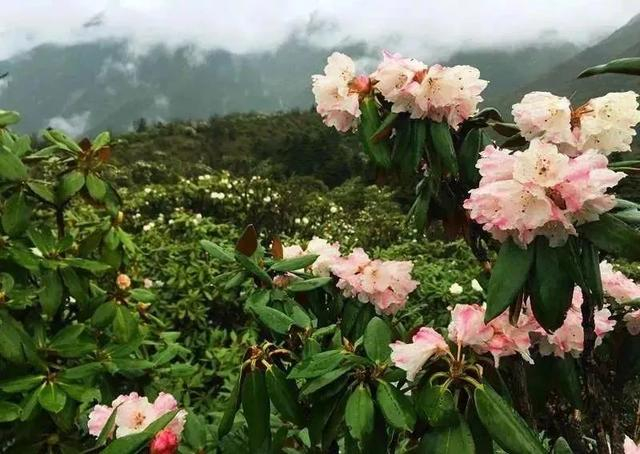四川版独库公路！成都出发2天往返，邂逅草原野花、雪山云海美景