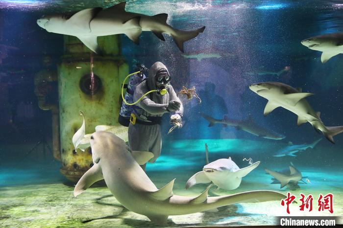 潜水员化身海底服务员给鲨鱼花式送餐，上演《鲨鱼饭局》。　泱波 摄