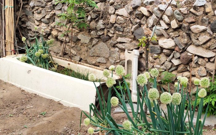 村民在房前屋后的空地种些大葱等家常蔬菜。王纪辛 摄