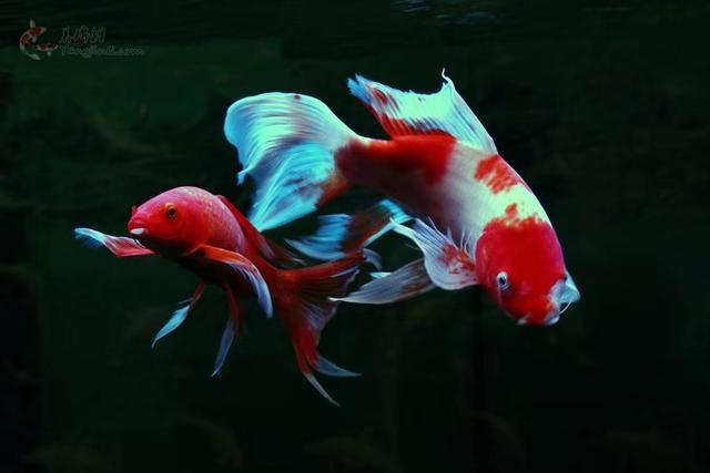 鱼缸水质浑浊因为水温低，硝化细菌死了，什么季节还拿水温说事？