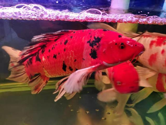 鱼缸水质浑浊因为水温低，硝化细菌死了，什么季节还拿水温说事？