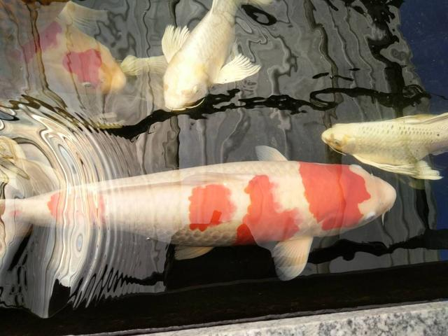 鱼缸水质浑浊因为水温低，硝化细菌死了，什么季节还拿水温说事？