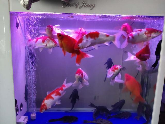 鱼缸水质浑浊因为水温低，硝化细菌死了，什么季节还拿水温说事？