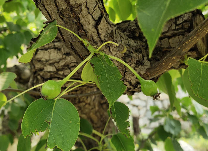 龙凤岭上种的京白梨已经挂果。王纪辛 摄