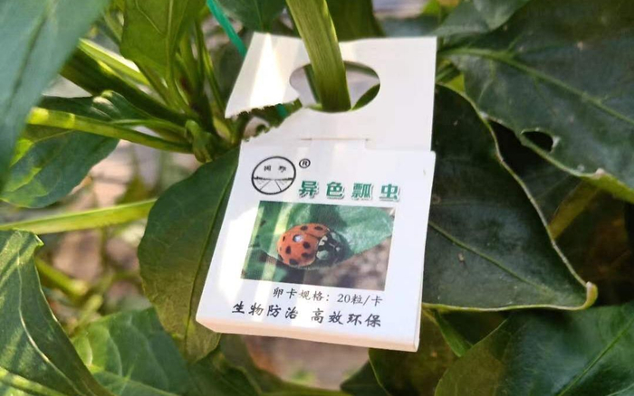 捕食性瓢虫异色瓢虫。受访者供图