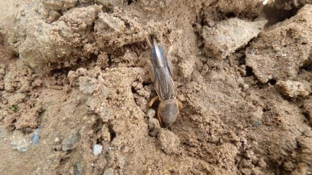 蝼蛄。受访者供图