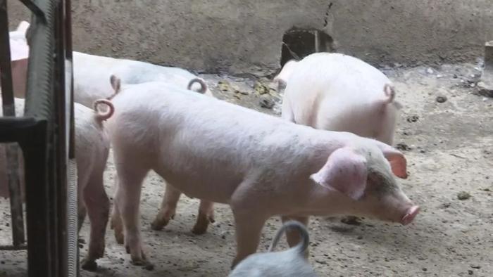 “三只小猪”故事本土版：告诉你啥叫“见猪眼开”啥叫“完猪归朱”