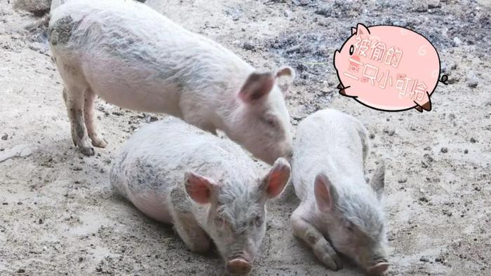 “三只小猪”故事本土版：告诉你啥叫“见猪眼开”啥叫“完猪归朱”