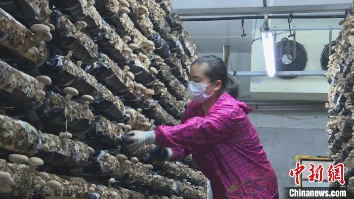 村民正在采摘新鲜香菇 刘巧玉 摄