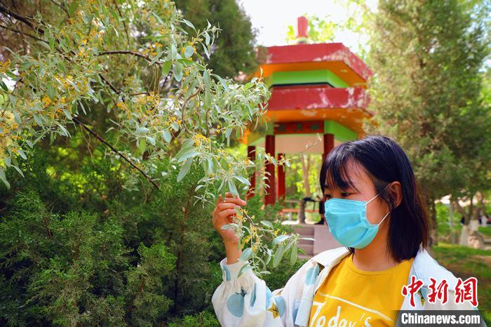 游客在闻沙枣花的香味。　杨厚伟 摄