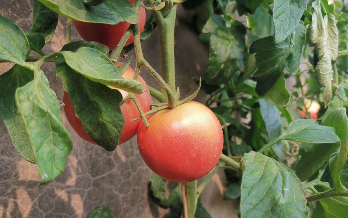 老味道西红柿的管理十分复杂。受访者供图