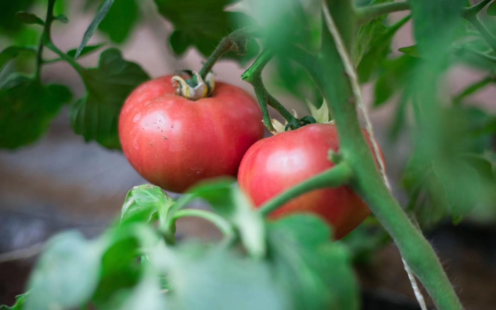 红红的西红柿挂上了枝头。受访者供图