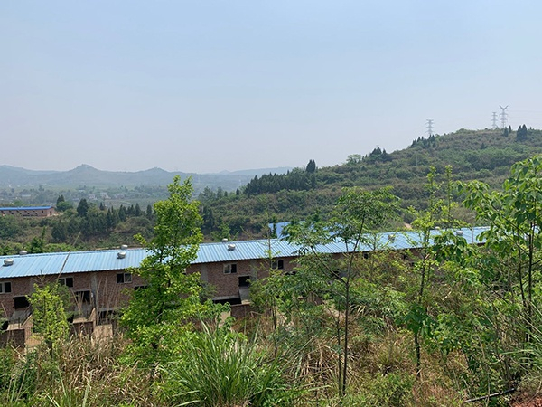 南充蜀典黑山羊基地。澎湃新闻记者 庄岸 摄