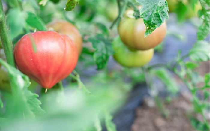 老味道西红柿外观更加小巧。受访者供图