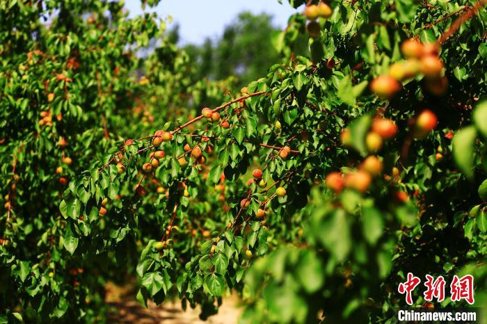 红彤彤的杏子挂满枝头，压弯了树枝。　胡国凯 摄