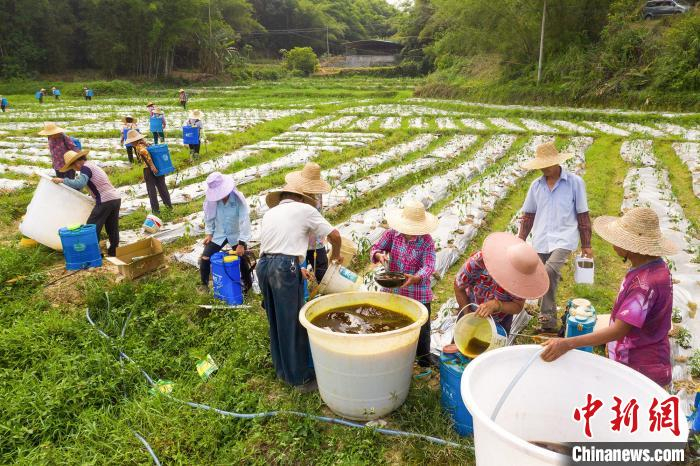 村民们在田边有序装肥施肥。　何华文 摄