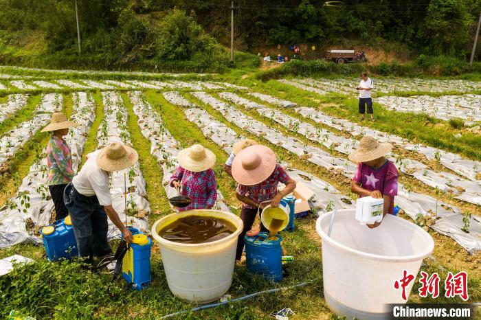 村民在分配肥料。　何华文 摄