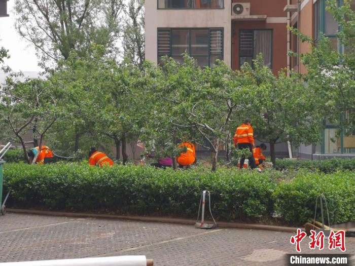 工作人员在4号楼南侧小花园内清理杂物。陆祁国 摄