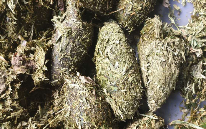 造纸原料大熊猫粪便。受访者供图