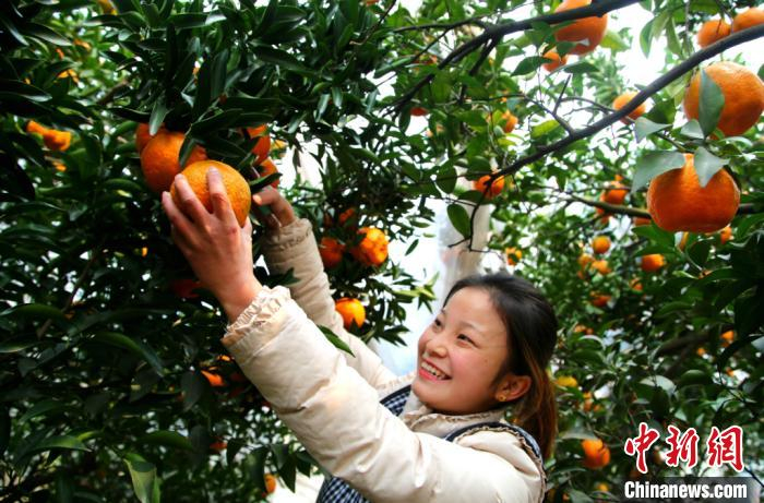 村民正在采摘当地特色农产品。眉山市供图