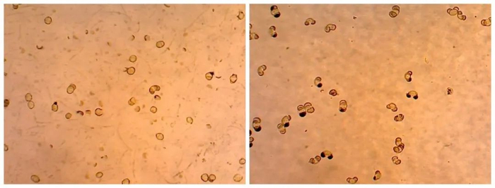 ▲实验后的松花粉：左边由破壁机搅打，右边由搅拌机搅打