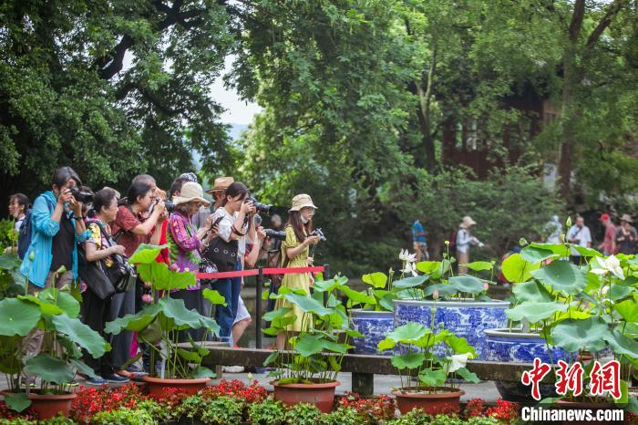 图为杭州西湖荷花展。西湖景区灵隐管理处供图