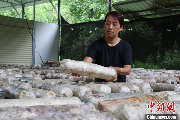 图为甘肃康县村民摆放菌袋。　闫姣 摄